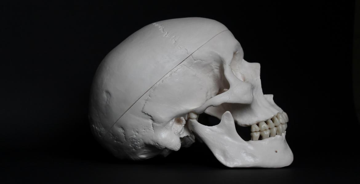 Human skull