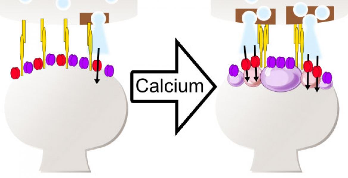 A novel mechanism of synaptic plasticity