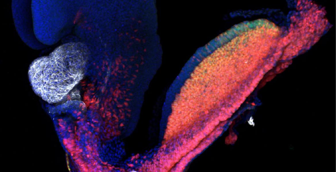 Mouse embryo at gestational day 8