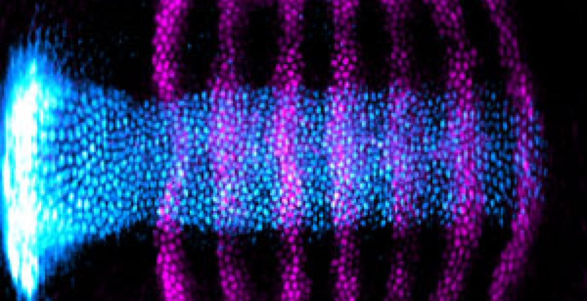 Unrolled view of the embryo showing the expression pattern of the genes sna and eve