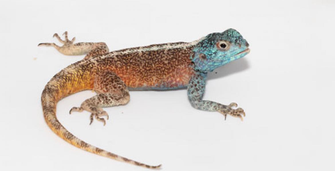 Agama atra Lizard