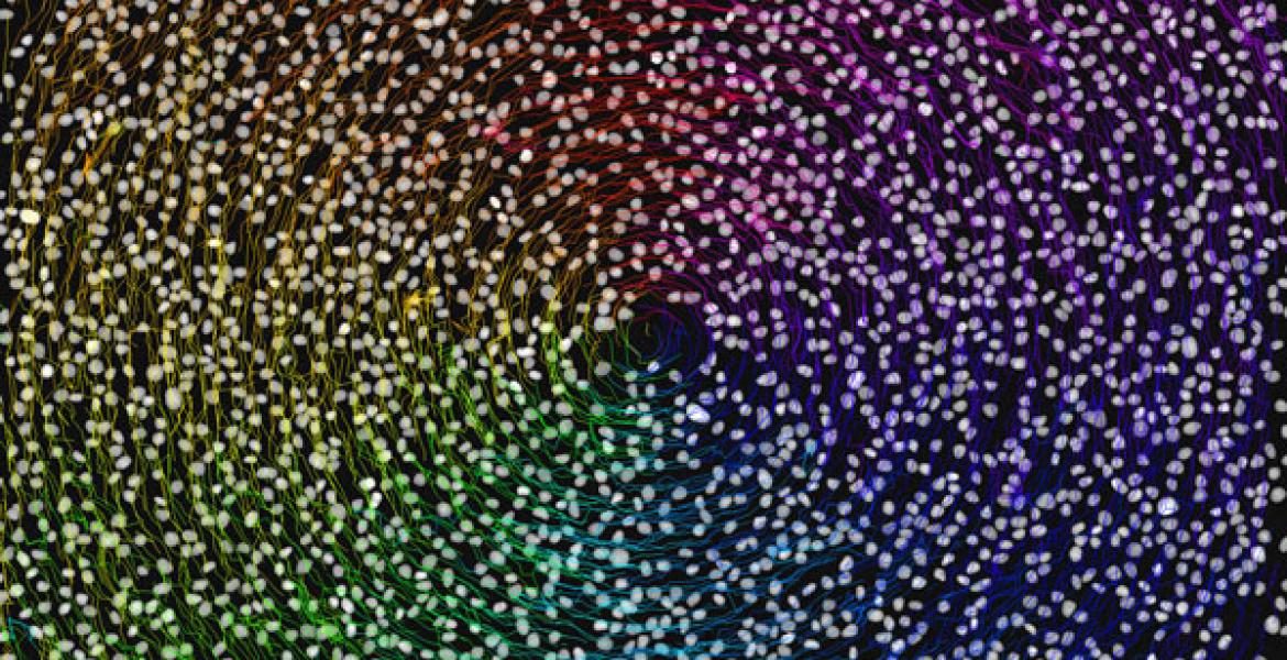 Visualization of the velocity field using the FlowPath routine of OpFlowLab