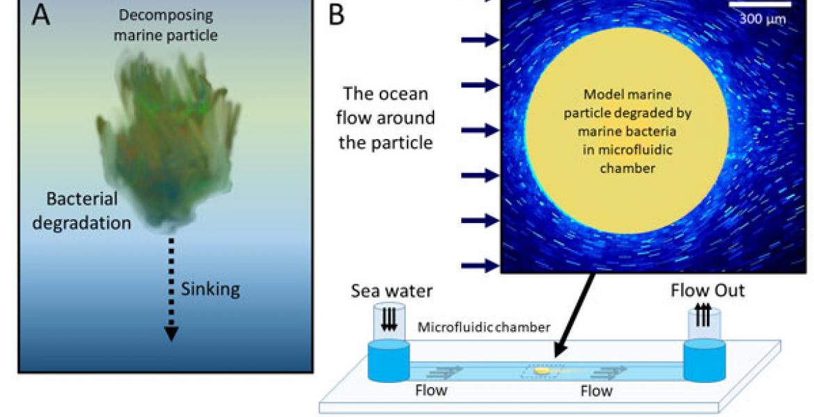 Sinking on bacterial degradation of marine particles.