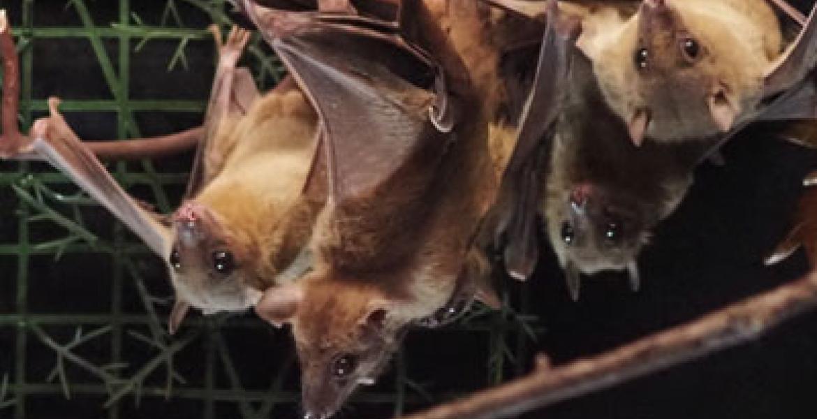 Cluster of fruit bats
