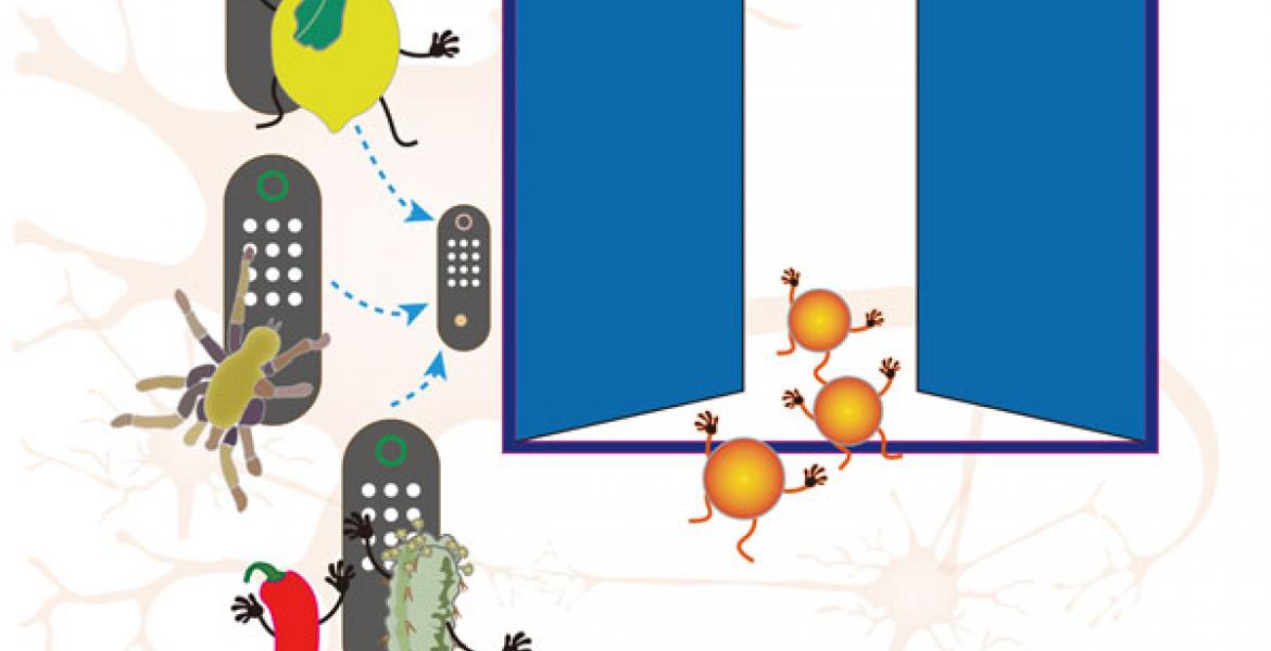 Figure: TRPV1 in primary sensory neurons senses varied natural products, including capsaicin from chili pepper, resiniferatoxin (RTX) from resin spurge, peptide toxin (DkTx) from spiders, and proton indicated by the lemon. Credit: Kaihua Zhang