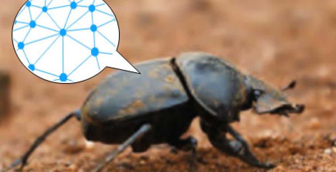 The dung beetle robot ALPHA developed at the University of Southern Denmark (SDU)