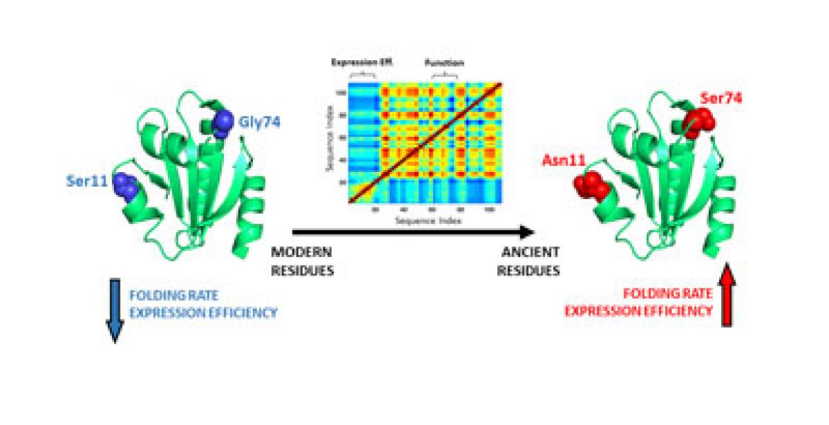 Enhancing proteins through computationally-guided, back-to-ancestor engineering