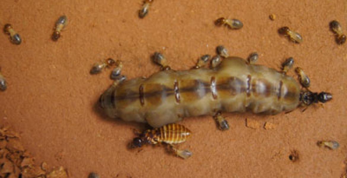 Termite king, queen and workers