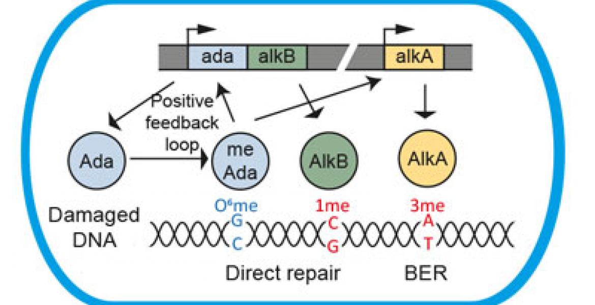 Cell-to-cell variability in DNA alkylation repair as a source of genetic plasticity.