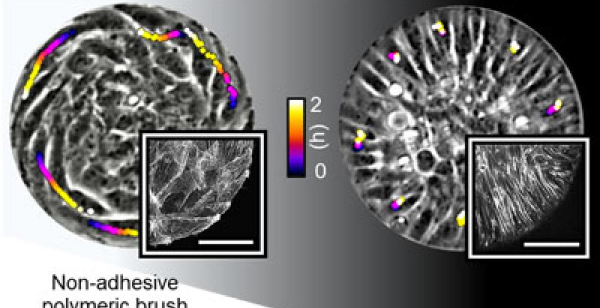 Spiral and aster defects direct the growth and dynamics of multicellular protrusions