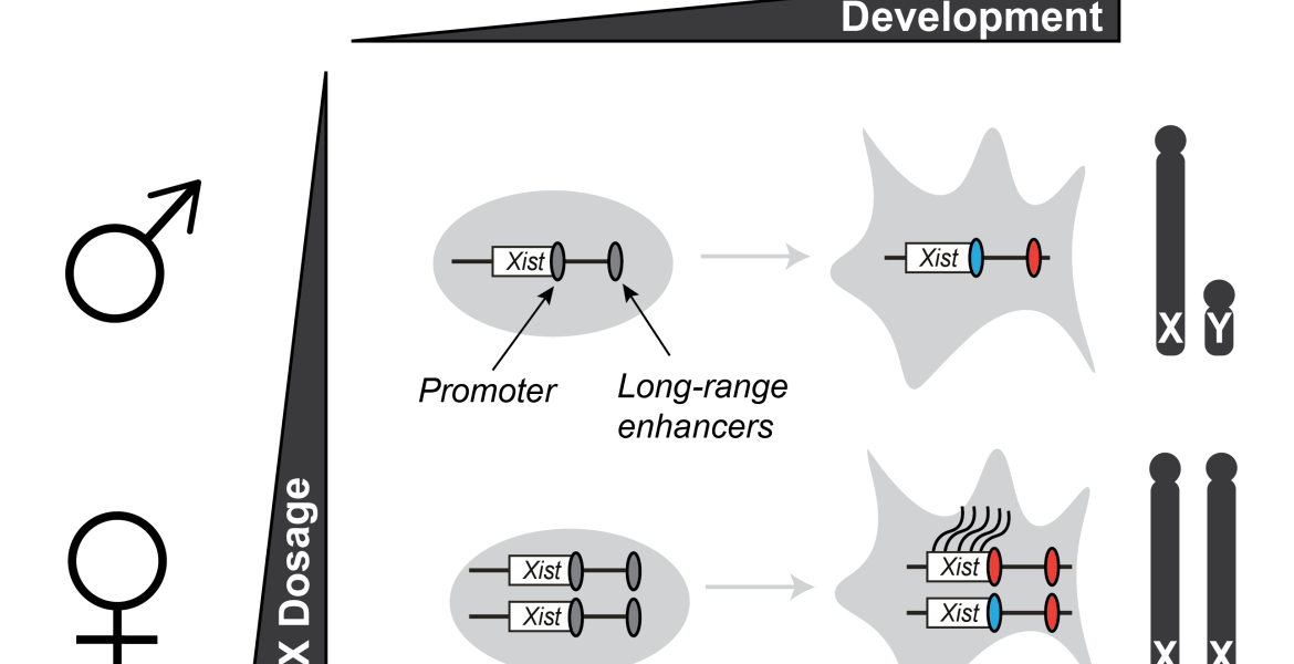 Xist gene activation