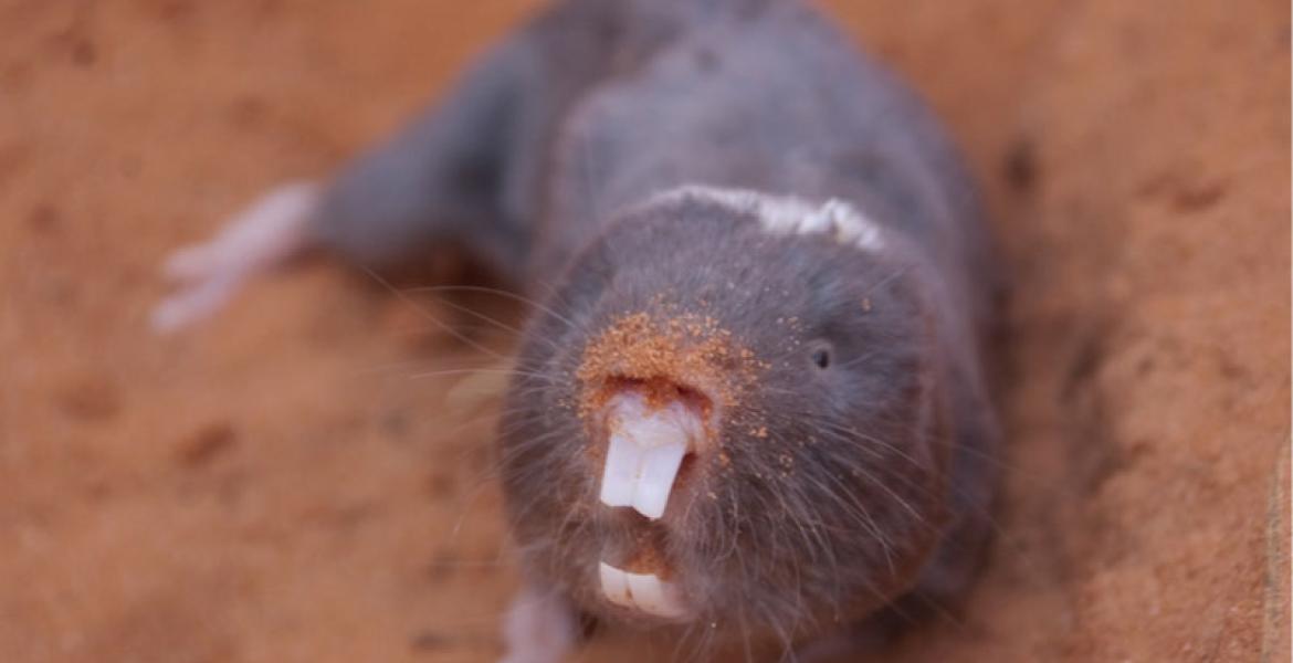 Mole Rat