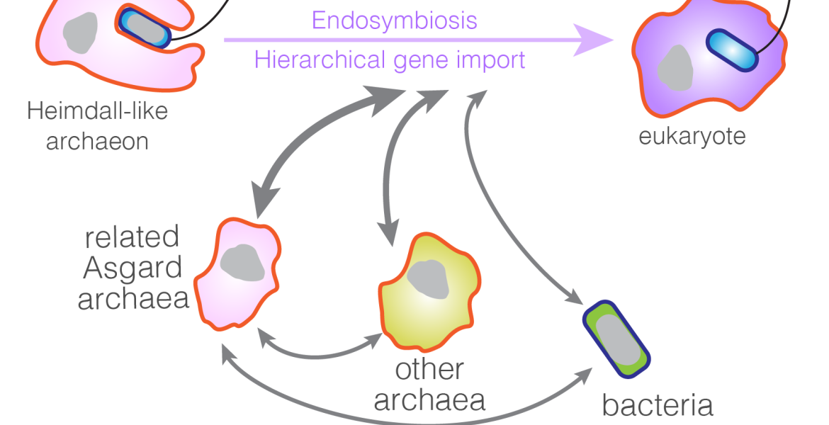 A simple depiction of a model describing the horizontal gene transfer events that led to the emergence of eukaryotic complexity. 