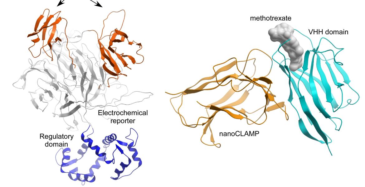 A structural model of electrochemical biosensors of a-amylase