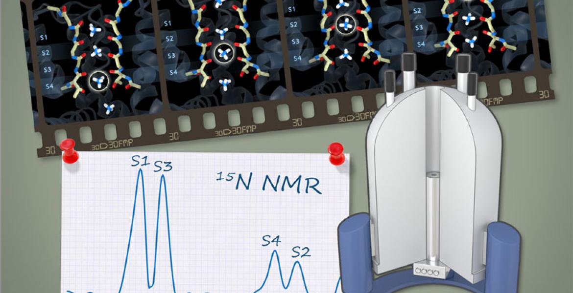 Dynamic ions in the selectivity filter of an ion channel