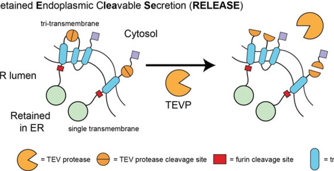 Proteins of interest are fused to RELEASE and their secretion/surface display are controlled by the expression or activation of different proteases.