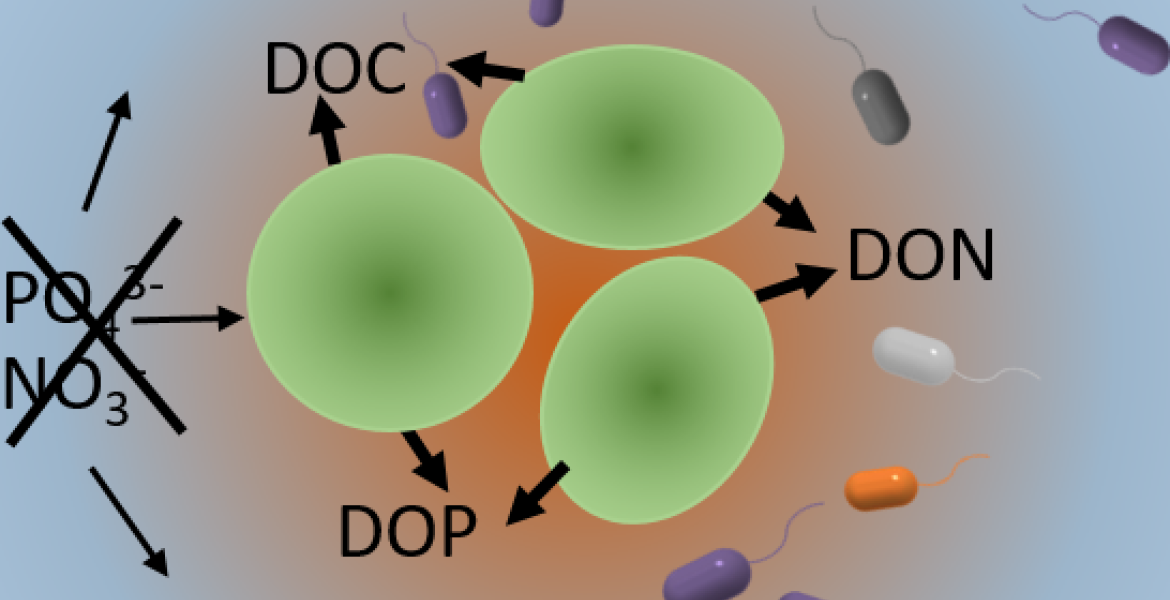 Schematic of phytoplankton-bacteria