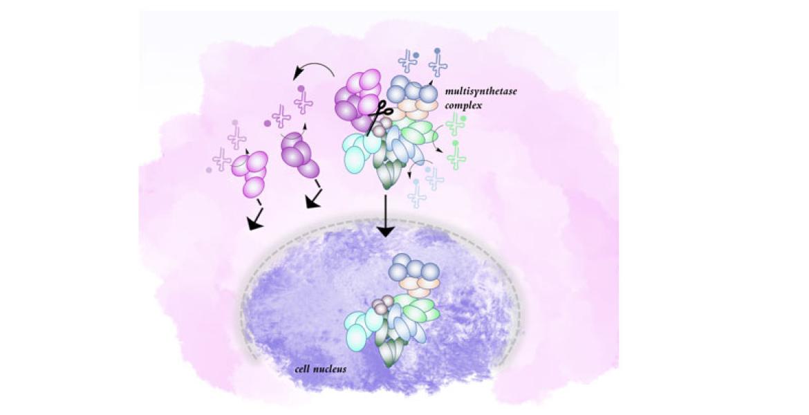 Representation of the multisynthetase complex in a human cell