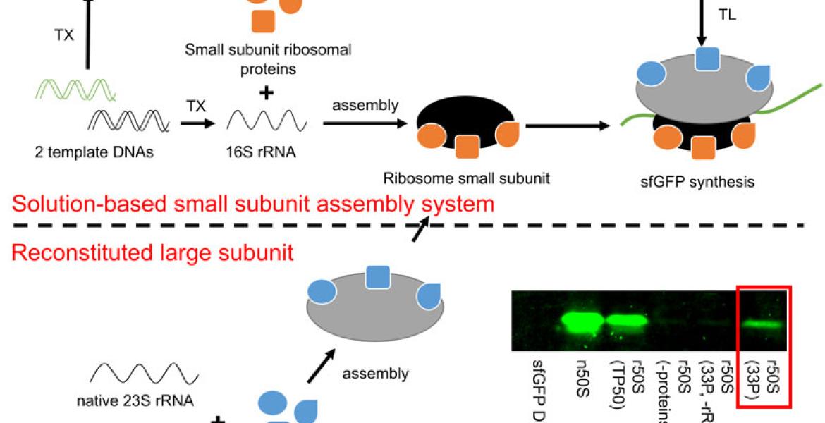 In vitro ribosome assembly with recombinant proteins