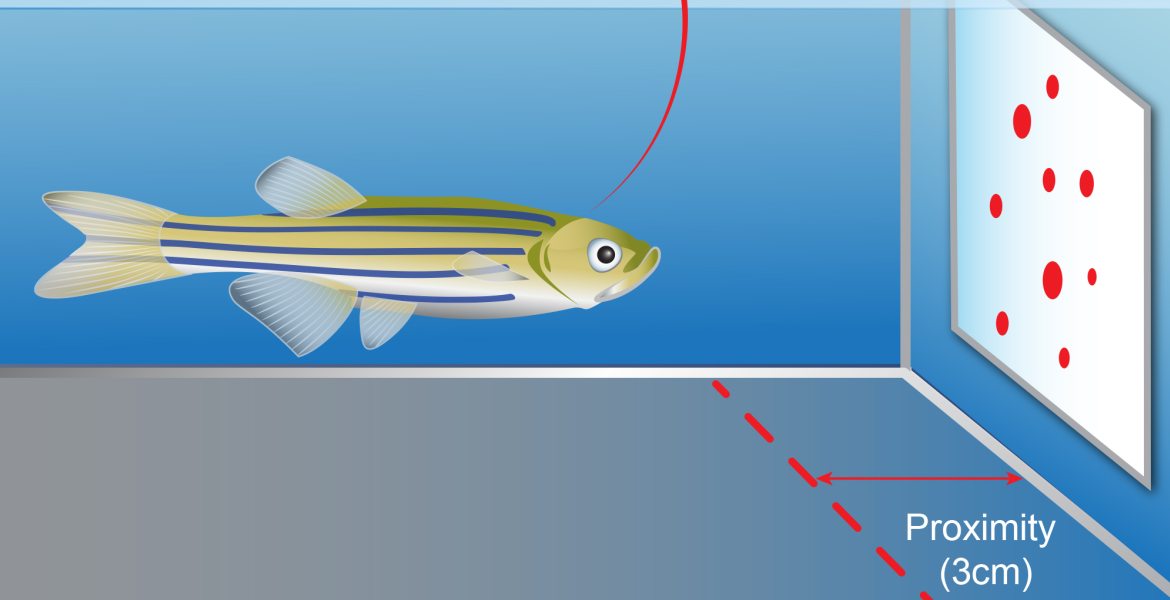 A sense for number in the zebrafish brain