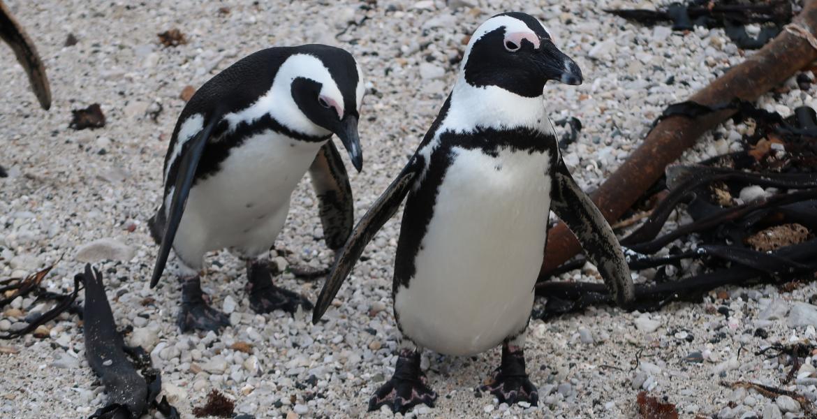 African penguins