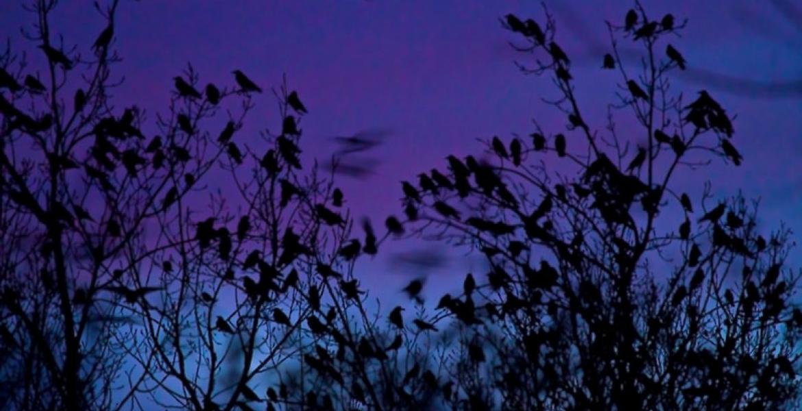 Jackdaws in winter roosts