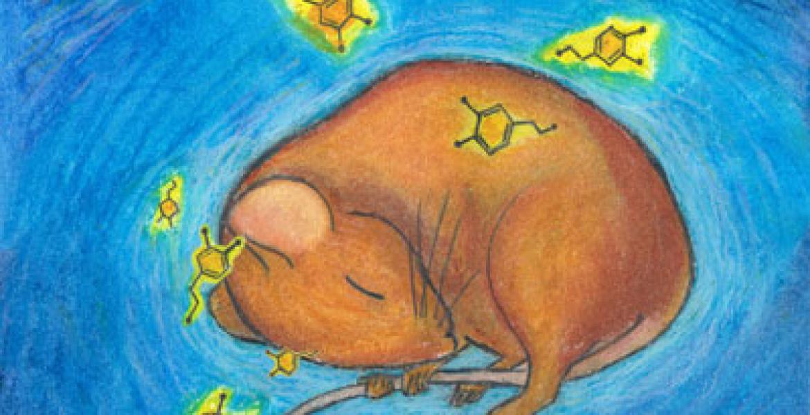 The developmental role of sleep in shaping adult social behavior