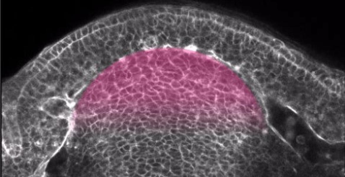 Forcing cell differentiation at the fingertips