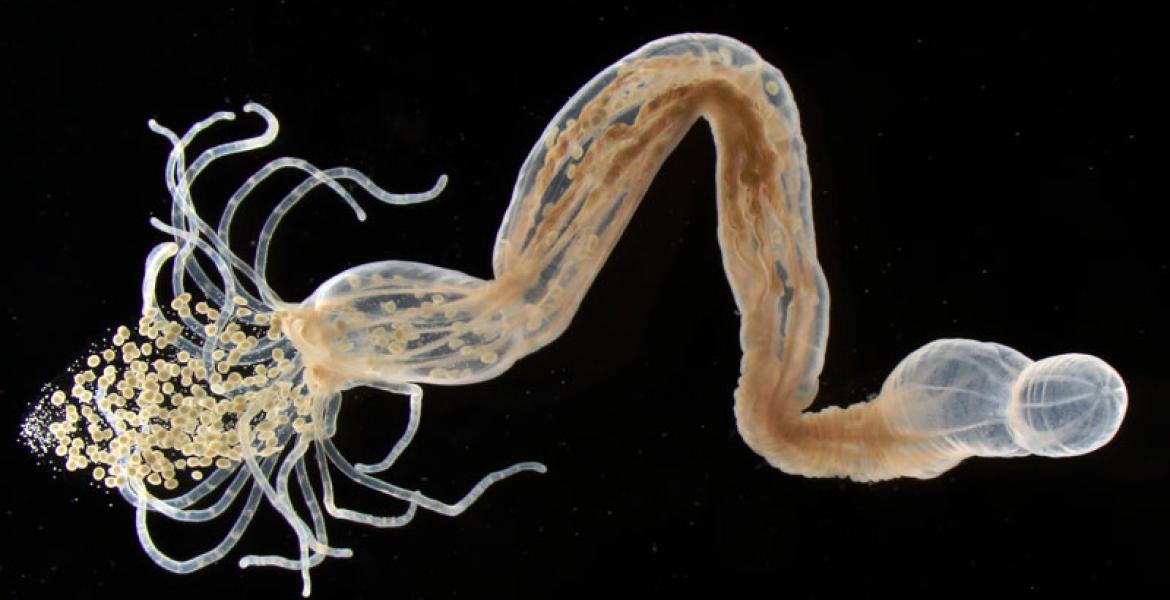 The offspring of the sea anemone Nematostella vectensis