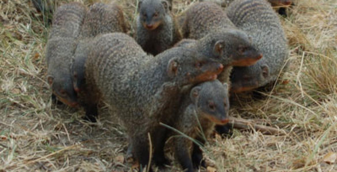 Banded mongooses