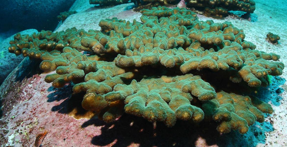 Populations of Pocillopora aliciae are thriving in coastal Sydney