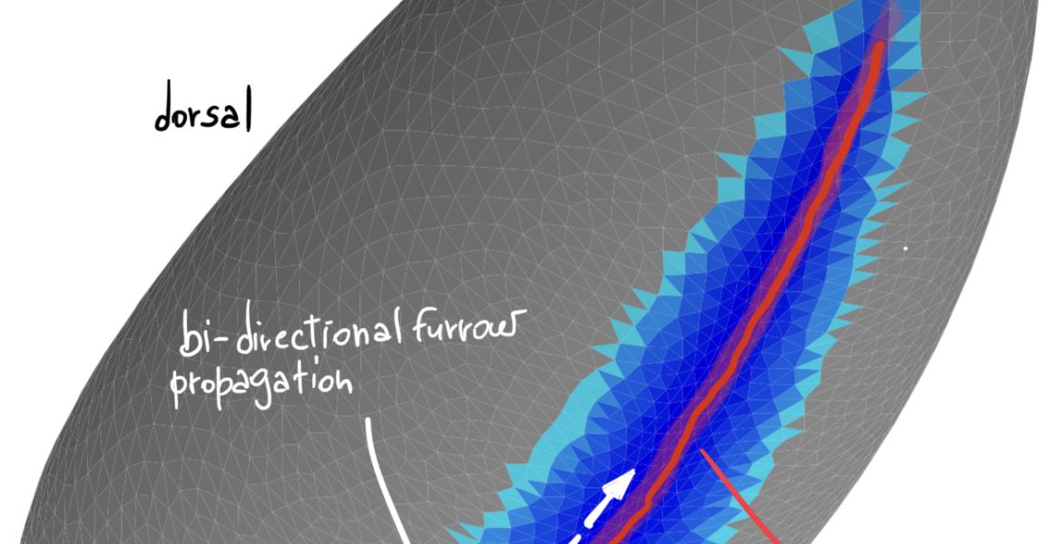 3D rendering of an in silico simulation of the Drosophila embryo at the onset of gastrulation. Darker blue indicates greater apical surface constriction. The red line indicates the region of greatest tensile stress working as a ‘cheese cutter wire’ indenting the ventral tissue and initiating embryo gastrulation.