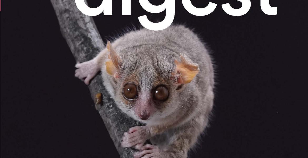 The grey mouse lemur, the smallest species of primates, has excellent vision. More than one-fifth of its cerebral cortex is dedicated to visual processing to allow for enough "pixels". Copyrights to the HFSP awarded research team: Daniel Huber, Fabien Pifferi, and Jinhyun Kim. The image is the front cover of the first issue of HFSP Science Digest. 