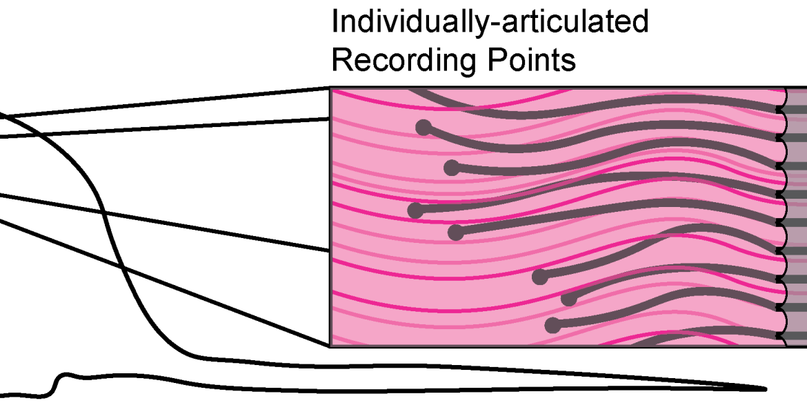 Regenerative Bioelectronic Neural Implants developed by Alexander J. Boys, HFSP Fellowship Awardee 2020