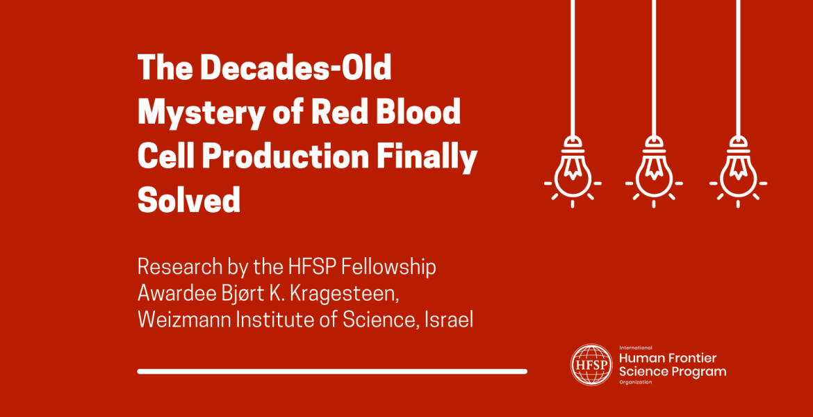 The Decades-Old Mystery of Red Blood Cell Production Finally Solved