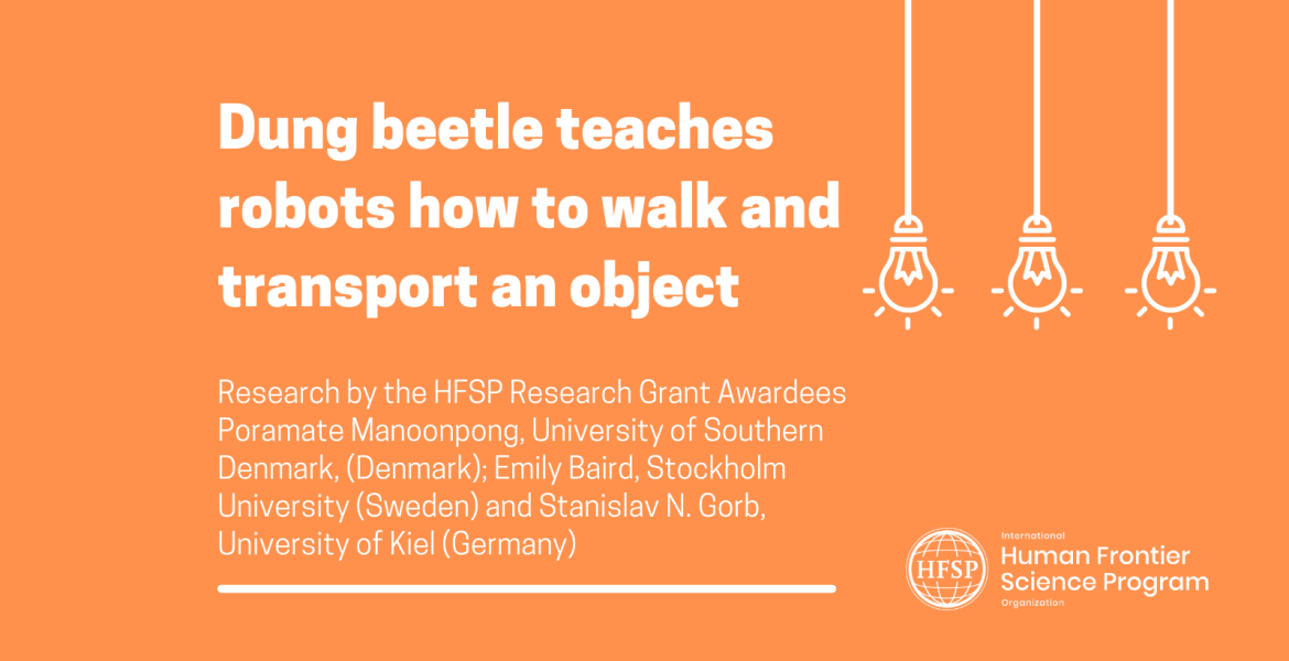 Dung beetle teaches robots how to walk and transport an object