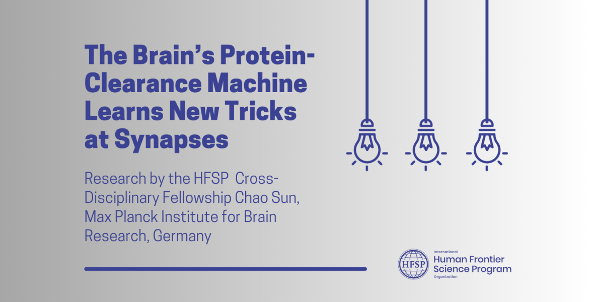 The Brain’s Protein-Clearance Machine Learns New Tricks at Synapses