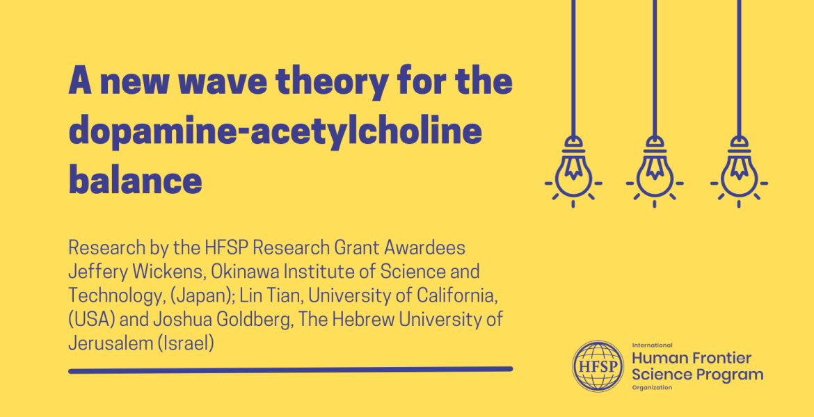 A new wave theory for the dopamine-acetylcholine balance