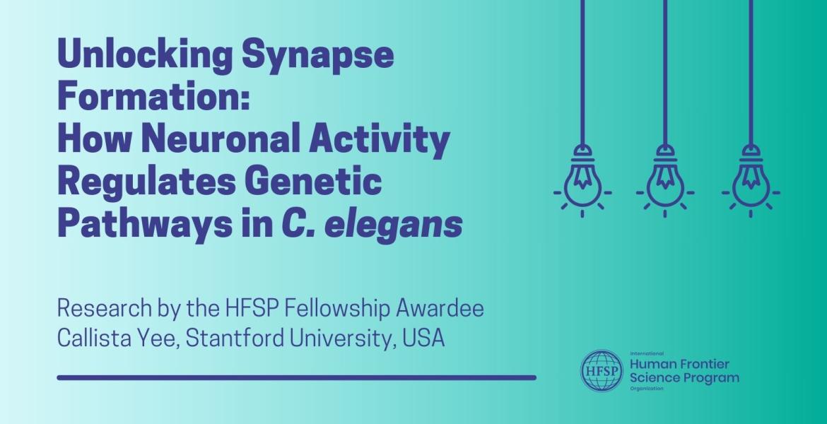 Unlocking Synapse Formation: How Neuronal Activity Regulates Genetic Pathways in C. elegans