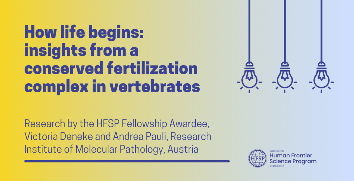 How life begins: insights from a conserved fertilization complex in vertebrates