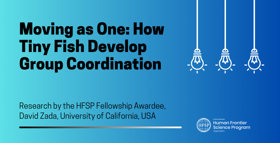 Moving as One: How Tiny Fish Develop Group Coordination