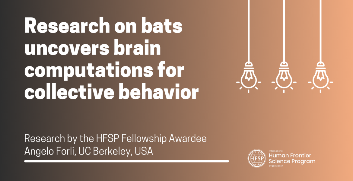 Research on bats uncovers brain computations for collective behavior.