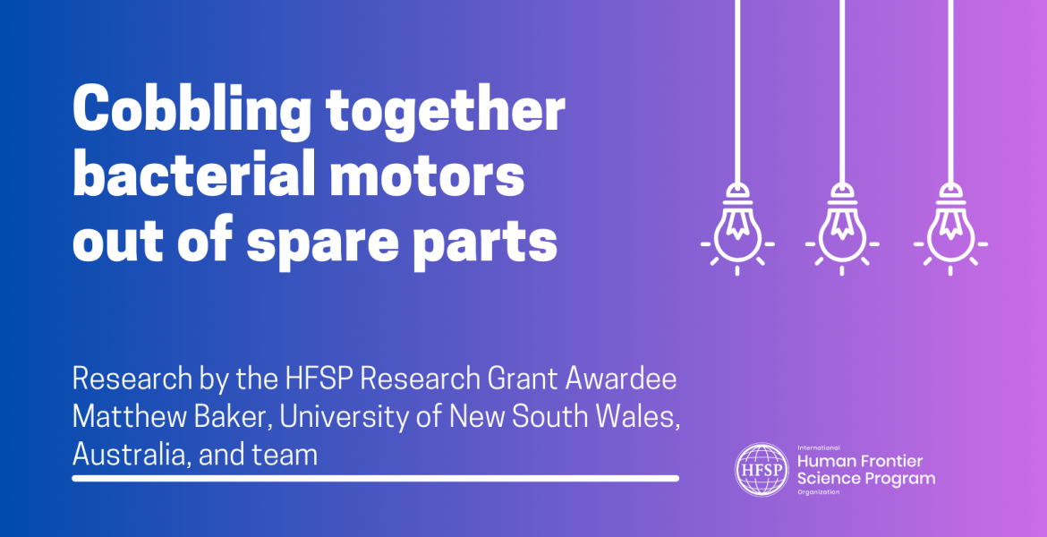 Cobbling together bacterial motors out of spare parts