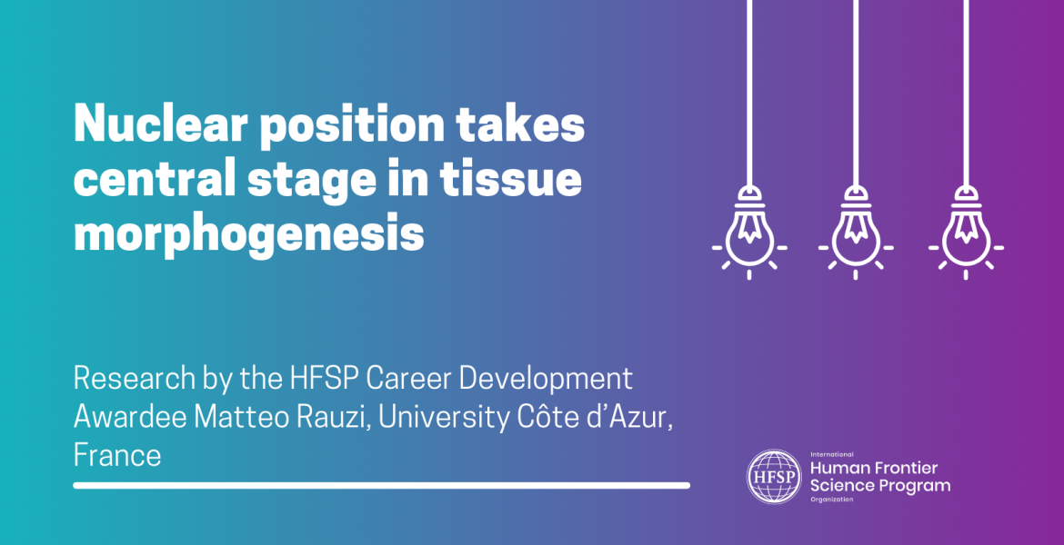 Nuclear position takes central stage in tissue morphogenesis