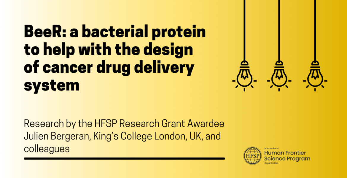 BeeR: a bacterial protein to help with the design of cancer drug delivery system