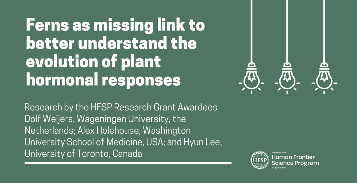 Ferns as missing link to better understand the evolution of plant hormonal responses