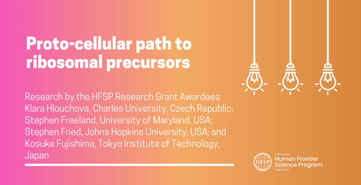 Proto-cellular path to ribosomal precursors