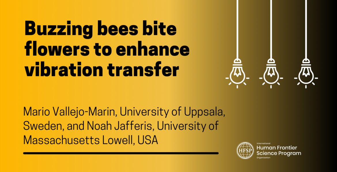 Buzzing bees bite flowers to enhance vibration transfer