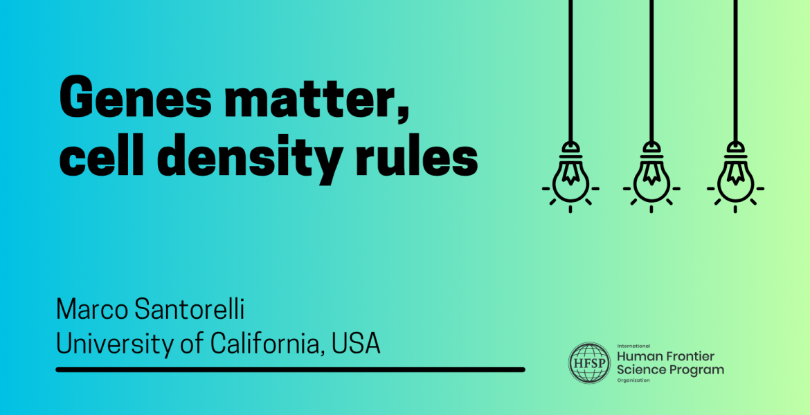 Genes matter, cell density rules