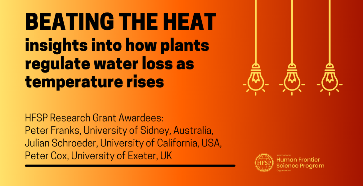 Beating the heat: insights into how plants regulate water loss as temperature rises